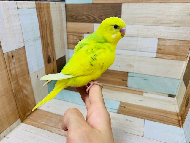 他の鳥さんとも仲良し♪セキセイインコ(スパングルパイド)さん☆ セキセイインコ