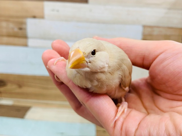 変わった色合いに♪シナモン文鳥さん☆ シナモン文鳥
