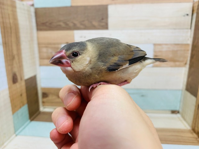 桜文鳥