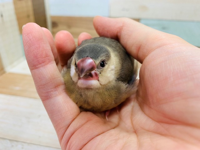 桜文鳥