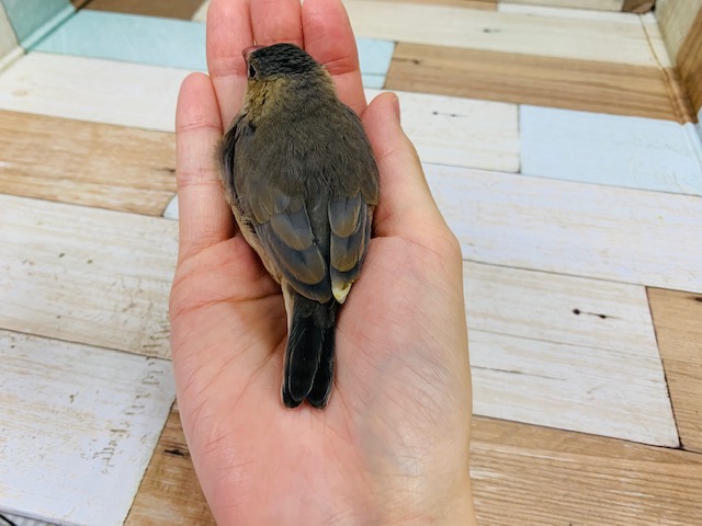 桜文鳥