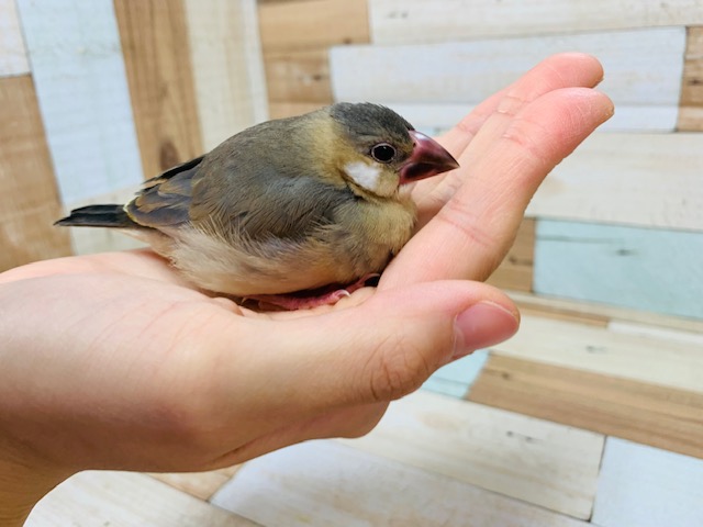 ベタなれのおまんじゅう♡桜文鳥さん♪ 桜文鳥