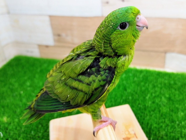 サザナミインコ