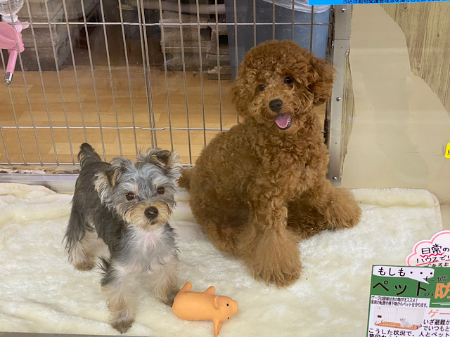 最新画像💛ヨークシャテリアくんいるよ☆ ヨークシャテリア