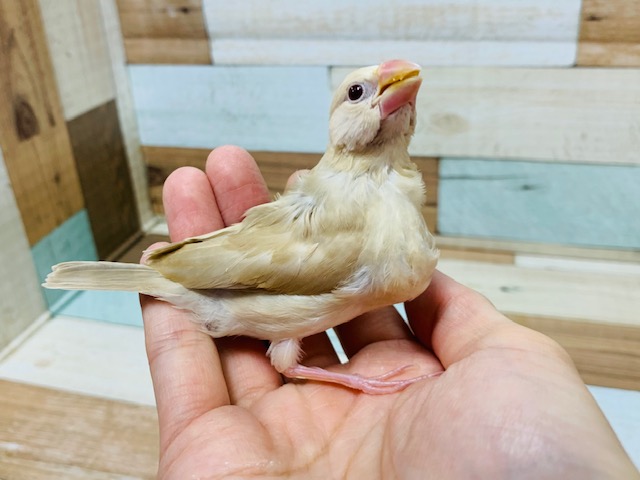 シナモン文鳥
