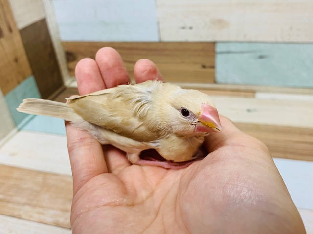 シナモン文鳥