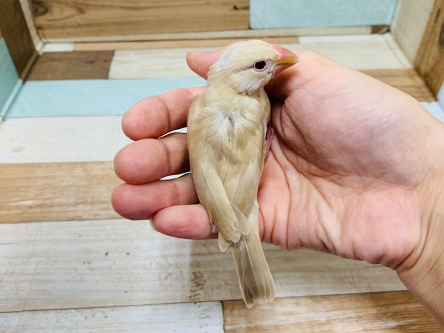 シナモン文鳥
