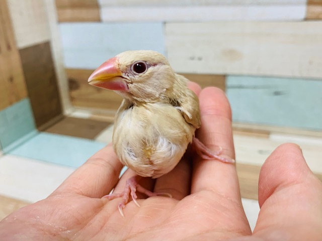 シナモン文鳥