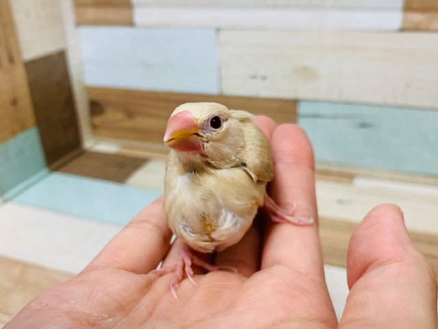 シナモン文鳥