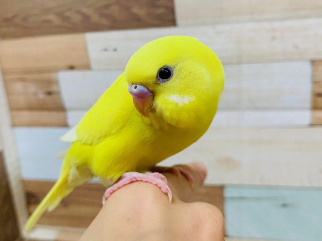 レモン色が生えそろいました♪セキセイインコ(ダブルファクター)さん! セキセイインコ