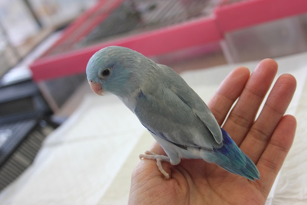 最新画像更新❢マメルリハ(ブルー)さん💙 マメルリハ