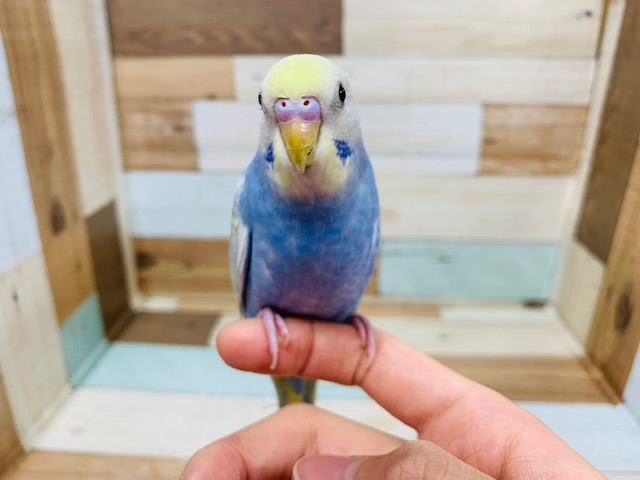 目がまんまる♪セキセイインコさん!! セキセイインコ