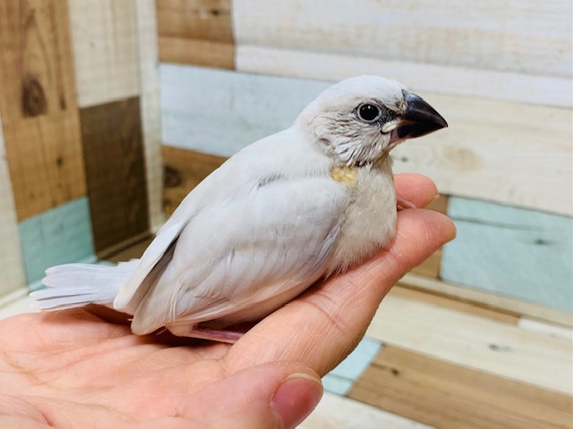 シルバー文鳥