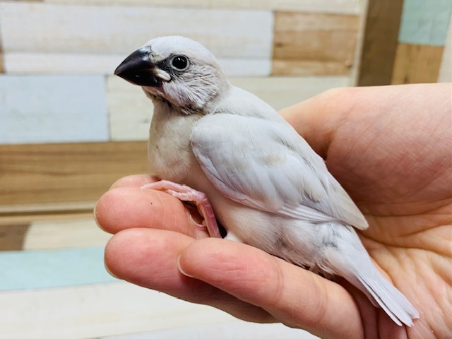 シルバー文鳥