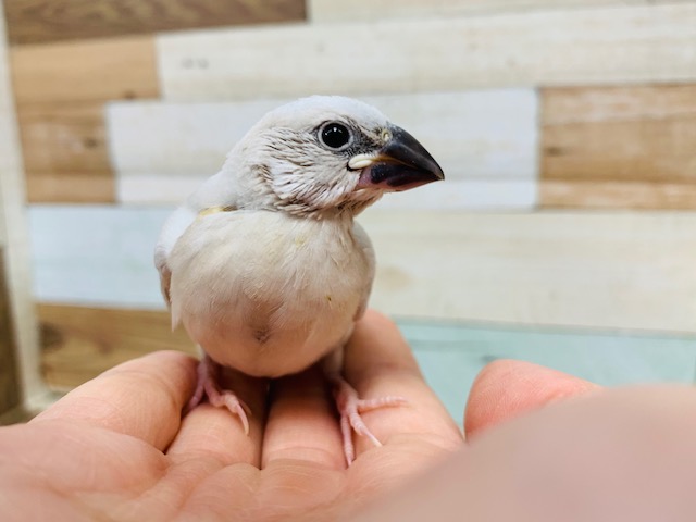 シルバー文鳥