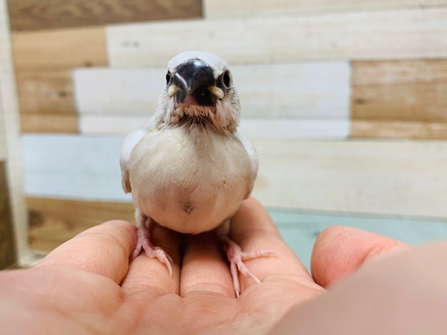スクスク成長☆シルバー文鳥さん! シルバー文鳥