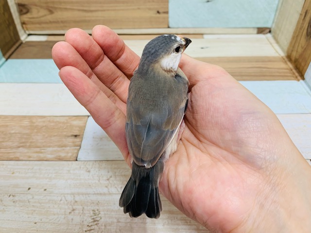 桜文鳥