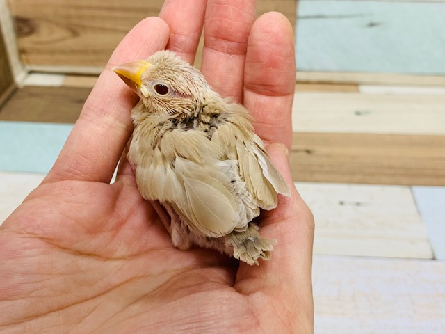 シナモン文鳥