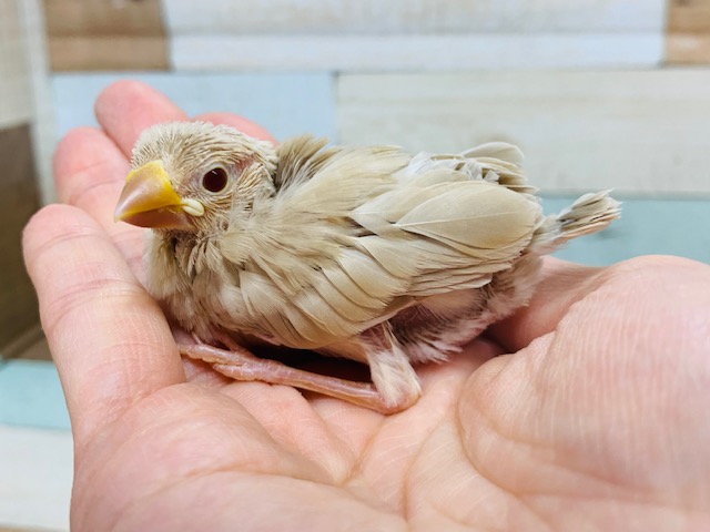 シナモン文鳥