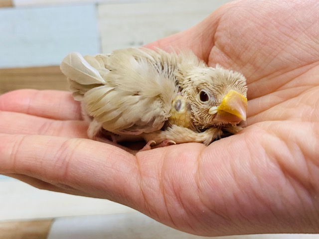 シナモン文鳥