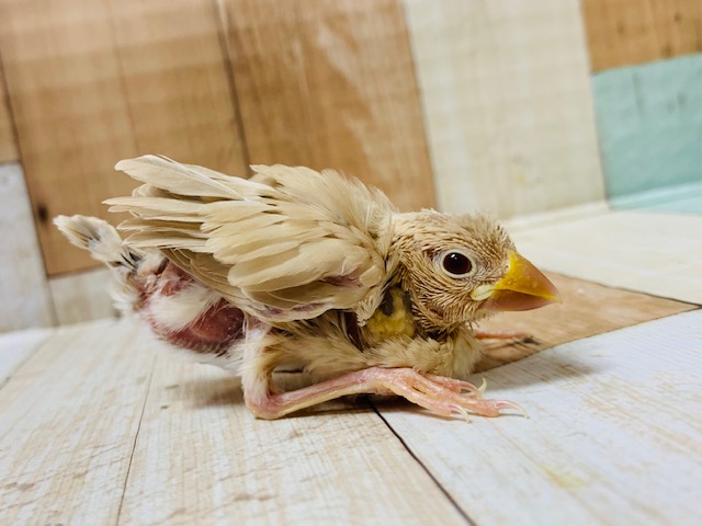 シナモン文鳥