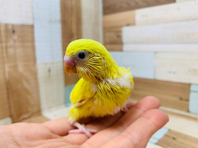 レモン色が生えそろいました♪セキセイインコ(ダブルファクター)さん! セキセイインコ