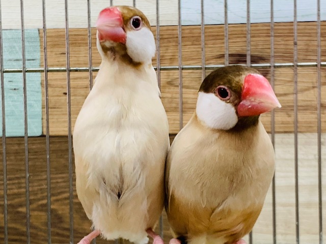 シナモン文鳥