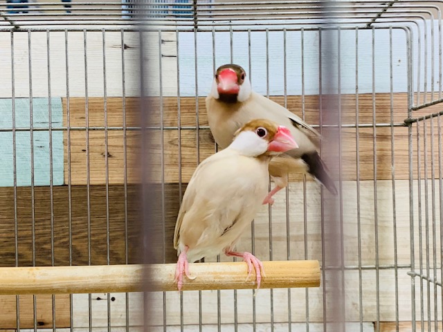 シナモン文鳥