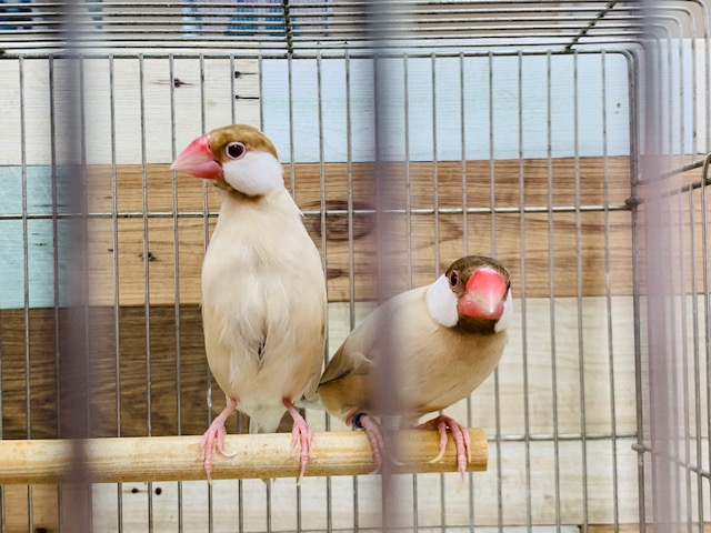 シナモン文鳥