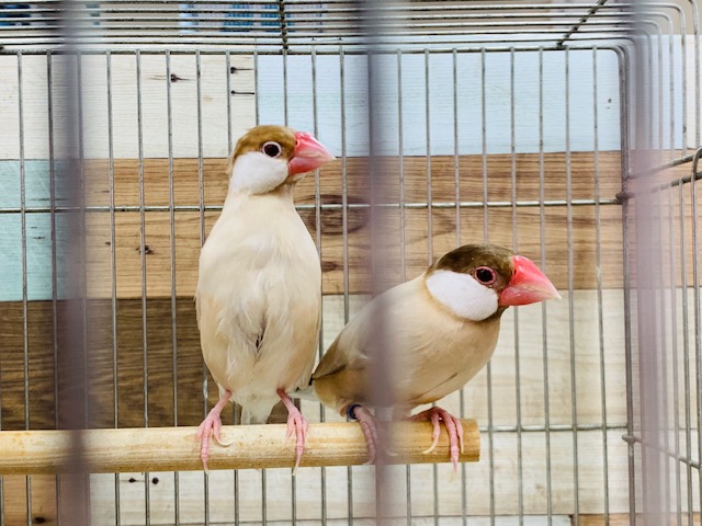 シナモン文鳥