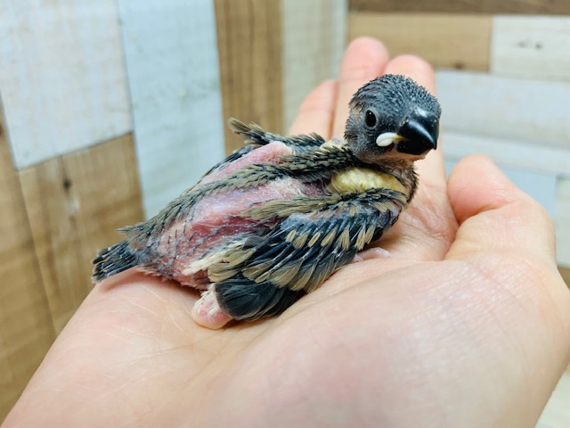 桜文鳥