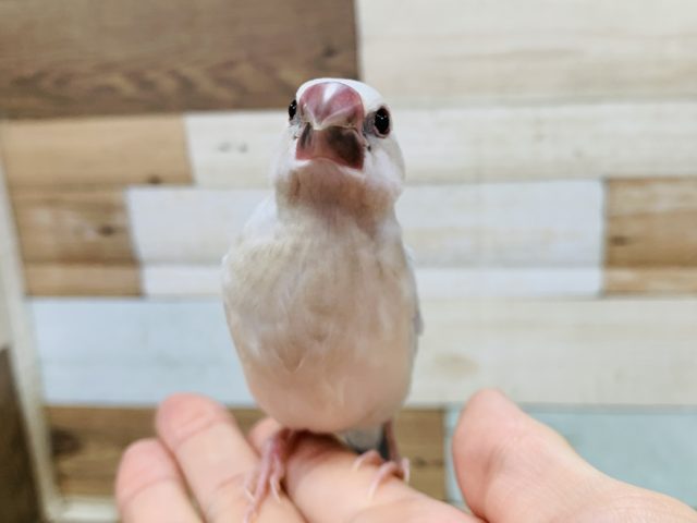 シルバー文鳥