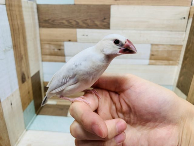 スクスク成長☆シルバー文鳥さん! シルバー文鳥