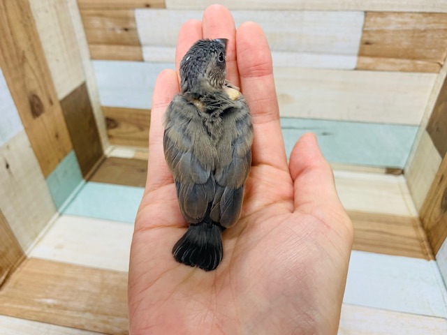 桜文鳥