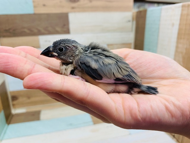 大きなお口でごはんを催促♪桜文鳥さん☆ 桜文鳥