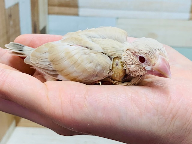 手によじ登ってきます!シナモン文鳥さん☆ シナモン文鳥