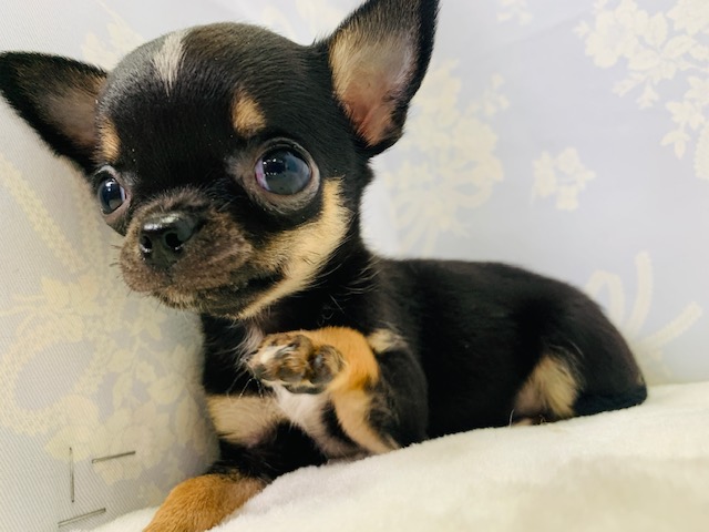 シャイボーイ!!スムースチワワくん☆ チワワ