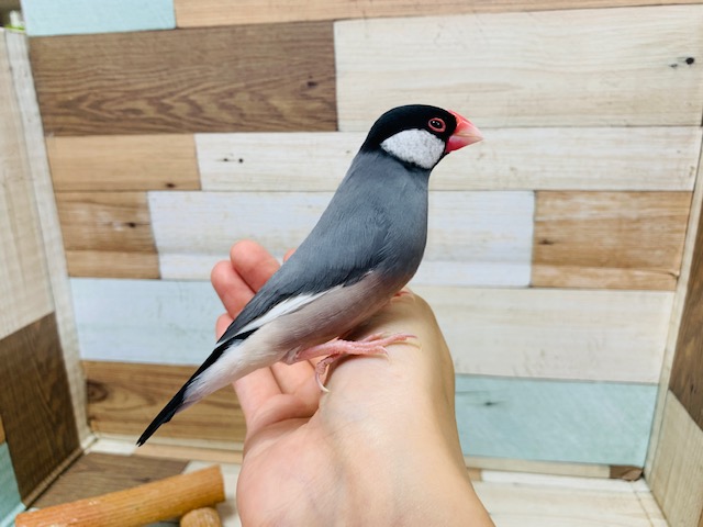 桜文鳥