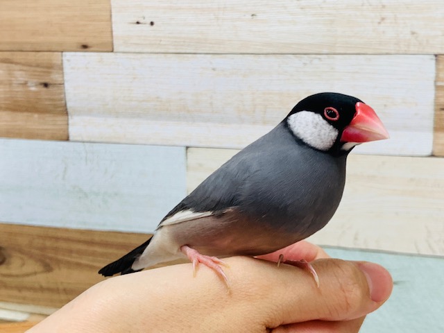 桜文鳥