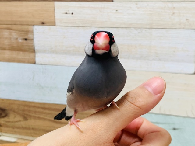 桜文鳥