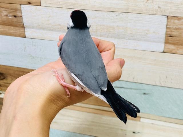 手に乗ってきてくれます♪桜文鳥さん!! 桜文鳥