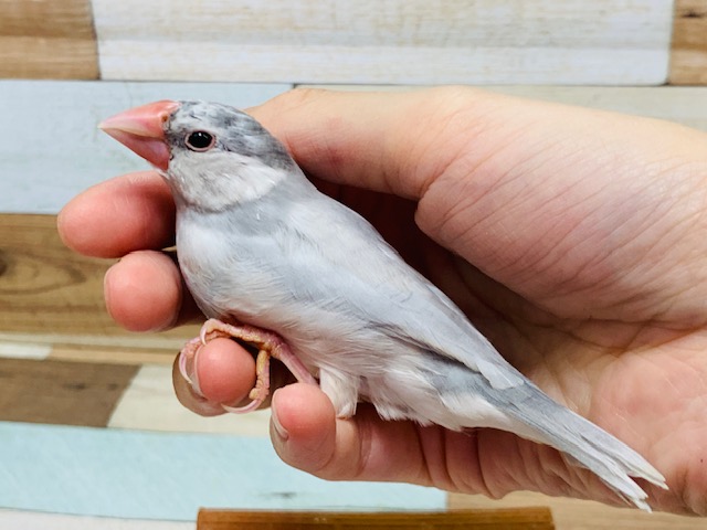 模様がうっすら出てきました!シルバー文鳥さん!! シルバー文鳥