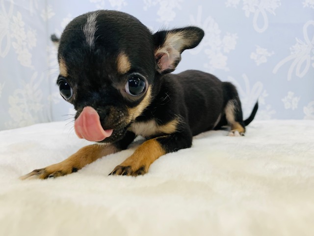 チワワ