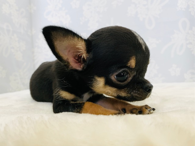 チワワ