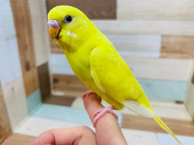 レモン色が生えそろいました♪セキセイインコ(ダブルファクター)さん! セキセイインコ