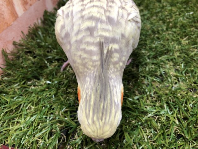 オカメインコ