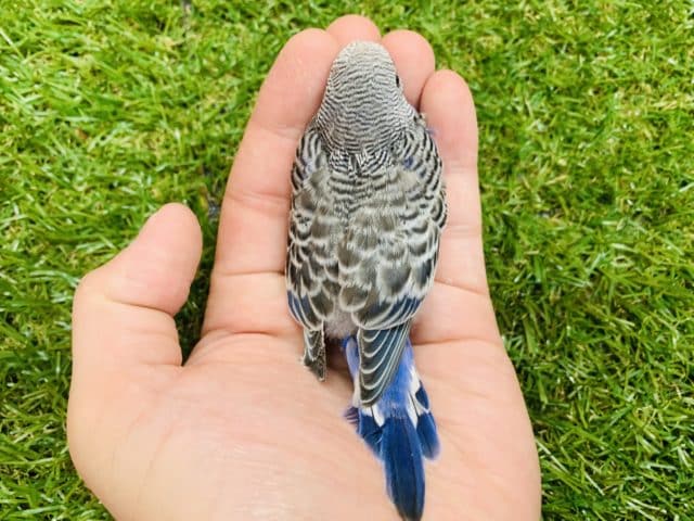 意外に珍しい?! セキセイインコ ノーマル入舎です! R4 8/19撮影 セキセイインコ