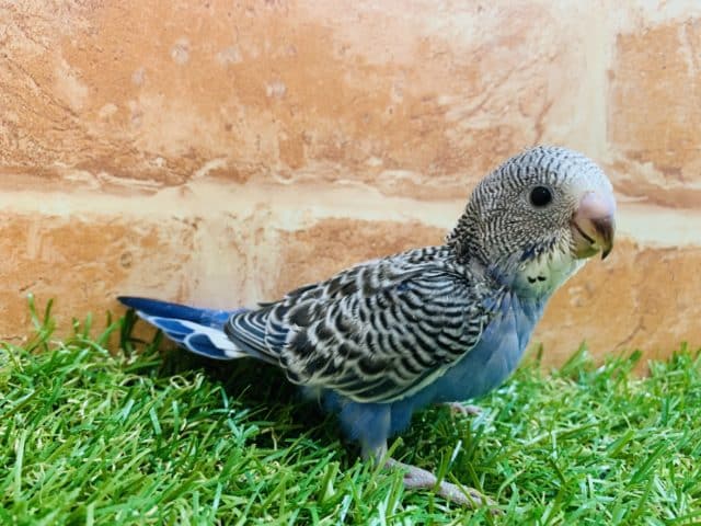 意外に珍しい?! セキセイインコ ノーマル入舎です! R4 8/19撮影 セキセイインコ