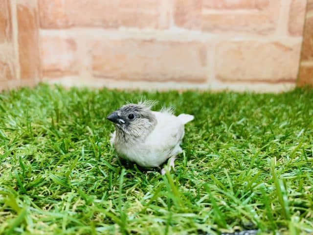 レアカラー! キンカチョウ シルバー入舎です! R4 8/4撮影 錦花鳥(キンカチョウ)