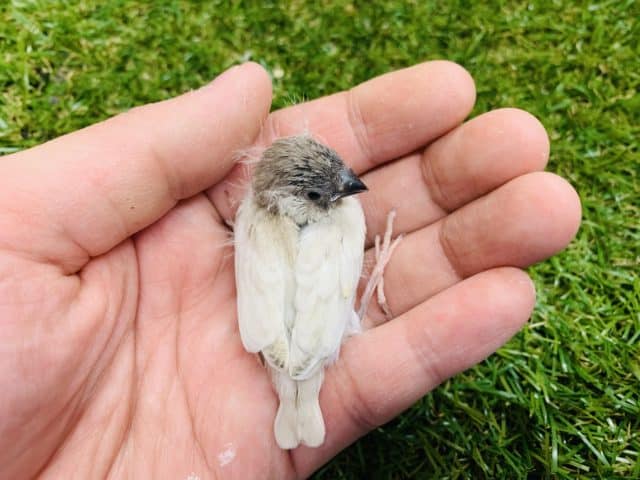 レアカラー! キンカチョウ シルバー入舎です! R4 8/4撮影 錦花鳥(キンカチョウ)